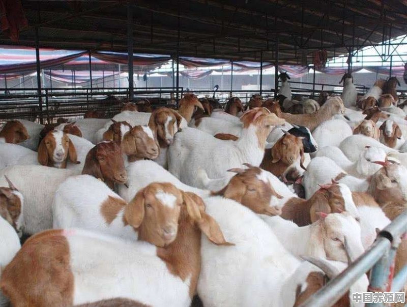 绒山羊养殖视频 - 中国养殖网