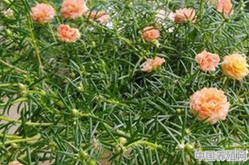 哪些花适合懒人养殖呢 - 中国养殖网