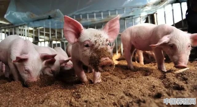 金猪科学养殖方法 - 中国养殖网