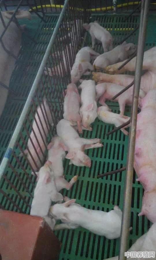 怎么才能养殖猪肉呢 - 中国养殖网