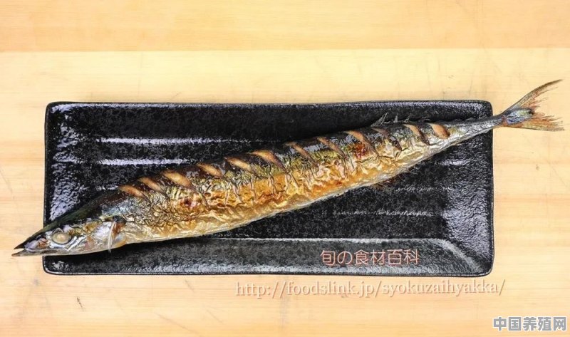 日本鰤鱼养殖 - 中国养殖网