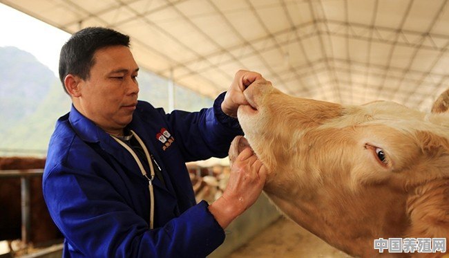 圈养的牛拉肚子了该怎么办 - 中国养殖网