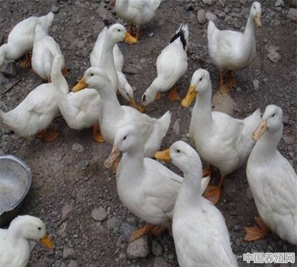 合作养殖鸭包回收项目是真的吗 - 中国养殖网