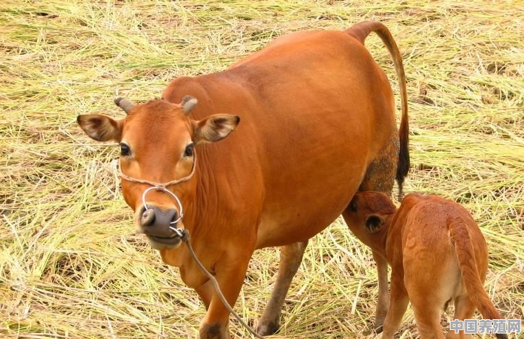 养殖牛的价格走势图 - 中国养殖网