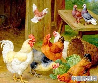 鸽子和鸡共养可以吗 - 中国养殖网