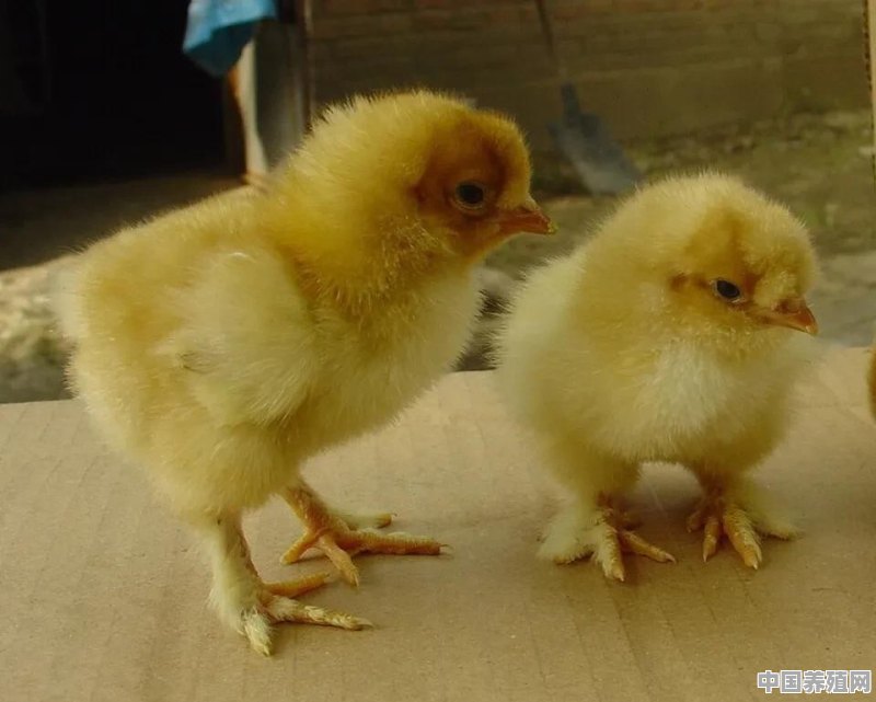 三黄鸡养殖苗怎么养殖的 - 中国养殖网