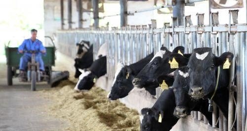 养牛行不行 - 中国养殖网