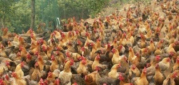 养殖多少只鸡是规模养殖的 - 中国养殖网