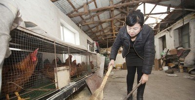 地下养殖鸡苗怎么养殖的视频 - 中国养殖网