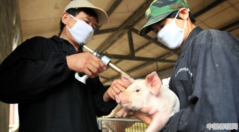 怎样提高猪群免疫力 - 中国养殖网
