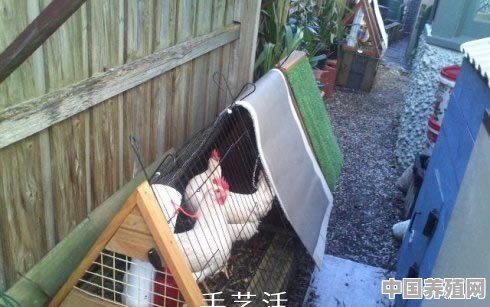 养殖鹅或者鸡的养殖床怎么摆放 - 中国养殖网