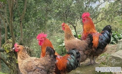 家庭养殖鸡如何养殖的好呢 - 中国养殖网