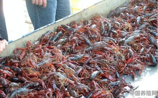 外塘虾和内塘虾的区别 - 中国养殖网