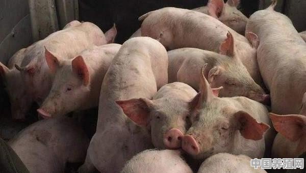 猪的养殖面积怎么算 - 中国养殖网