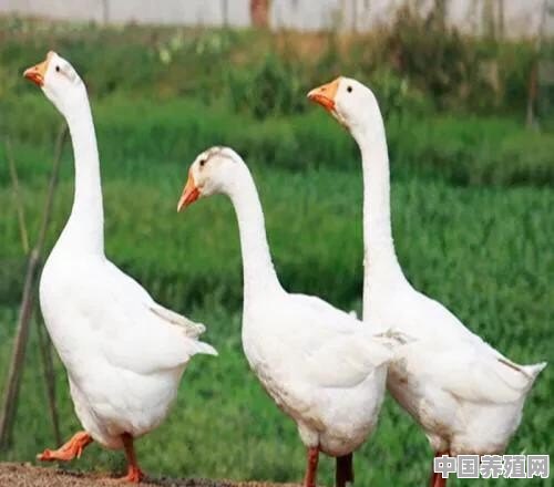 农家散养的鹅会比现代技术养殖场饲养的鹅更好吃吗？为什么 - 中国养殖网