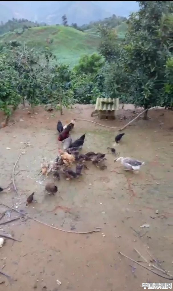 养殖脱温鸡怎么养殖好呢视频 - 中国养殖网