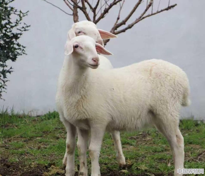 养羊放羊的草场太远有什么不好 - 中国养殖网