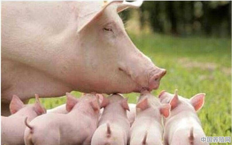 科学化养猪场 - 中国养殖网