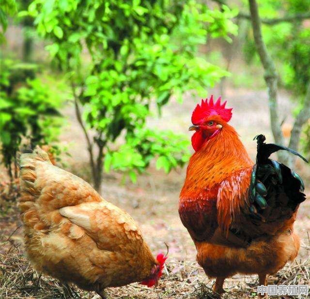 繁殖最快的家禽十大排行 - 中国养殖网