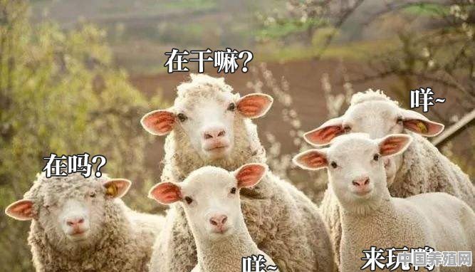 两羊同行又吉祥是什么意思 - 中国养殖网