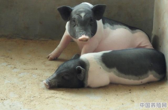 养宠物猪有多累 - 中国养殖网