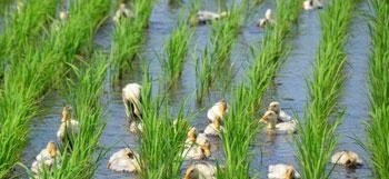 什么叫鸭稻 - 中国养殖网