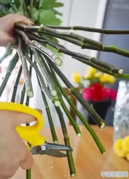向日葵怎么养在瓶子里 - 中国养殖网