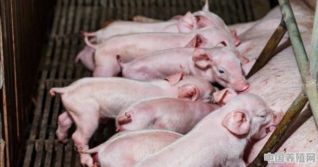 现在养猪，猪崽多少钱一只？值得投资养猪吗 - 中国养殖网