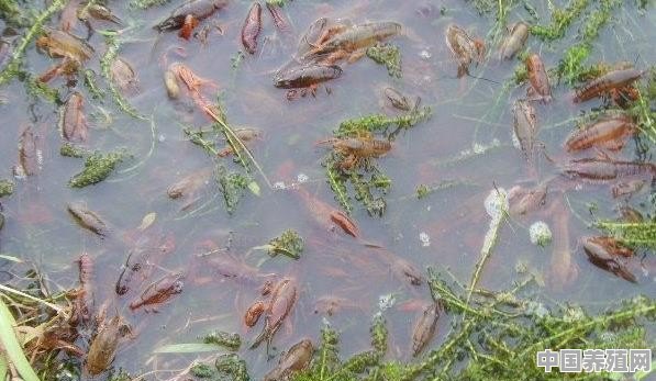 龙虾最简单养殖方法 - 中国养殖网