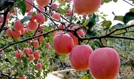 苹果植物怎么养殖 - 中国养殖网
