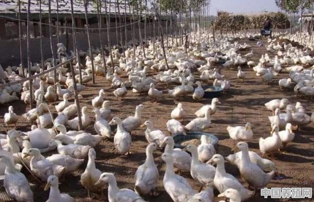 水鸭子怎么养殖 - 中国养殖网