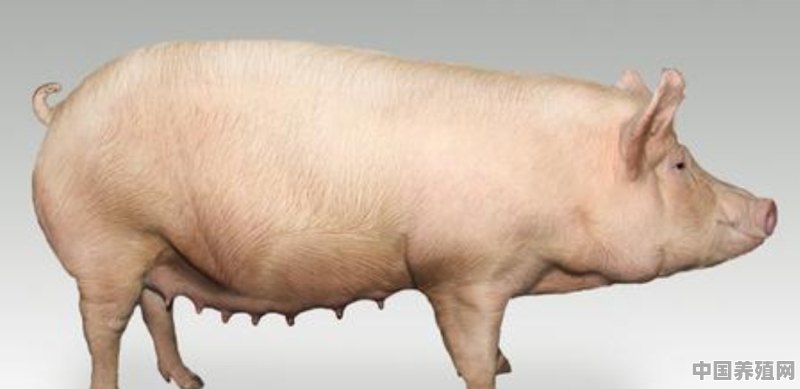每头猪的养殖成本 - 中国养殖网