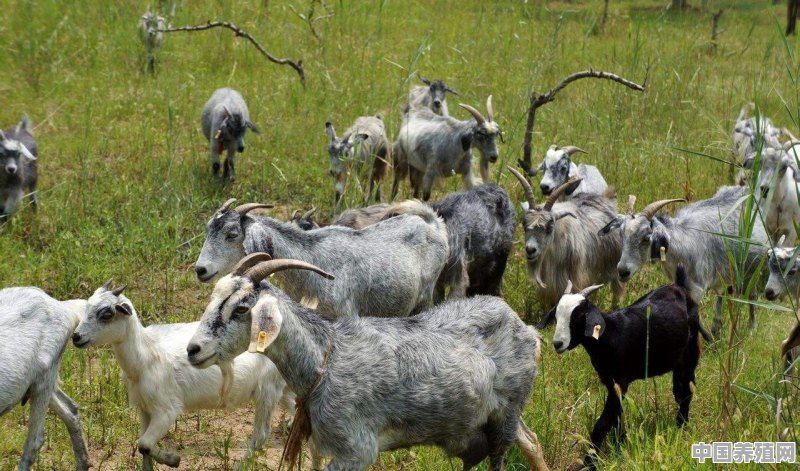 黄冈有哪些养殖场养羊的地方呢 - 中国养殖网