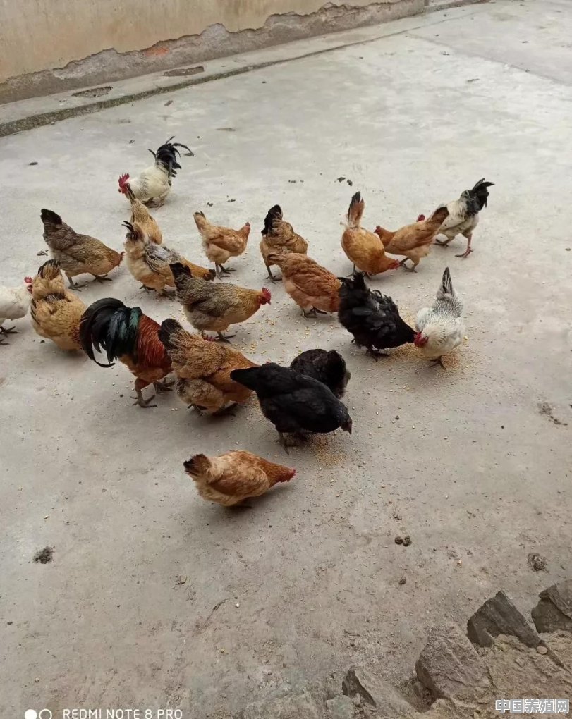 柴鸡和麻鸡有什么区别啊 - 中国养殖网