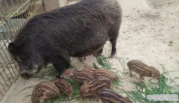 养猪一百头卖多少元 - 中国养殖网