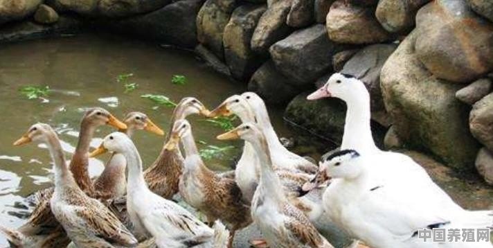 什么鸭子不能下水 - 中国养殖网