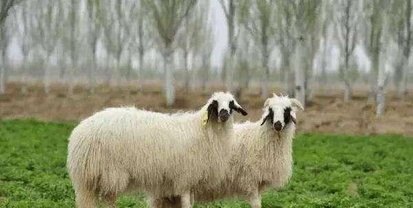 农村人养殖羊品种有哪些图片 - 中国养殖网