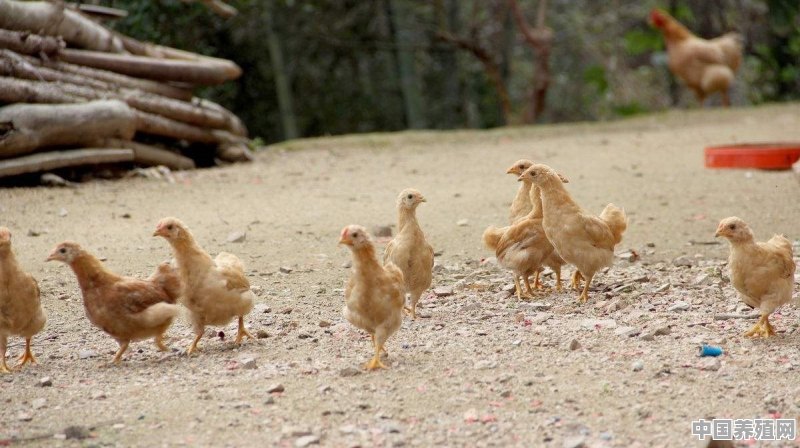 怎么选择鸡种蛋，鸡种蛋怎么孵化 - 中国养殖网