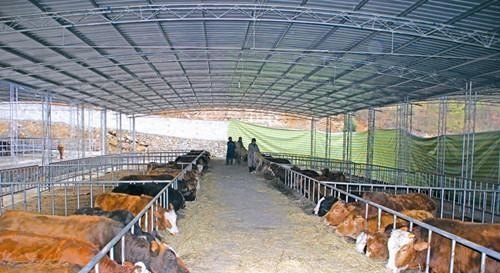 安徽牛场养殖基地在哪里 - 中国养殖网