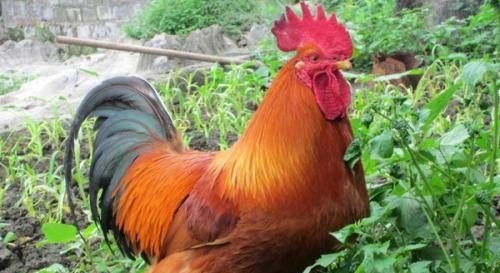 芦丁鸡和笨鸡养殖区别在哪 - 中国养殖网