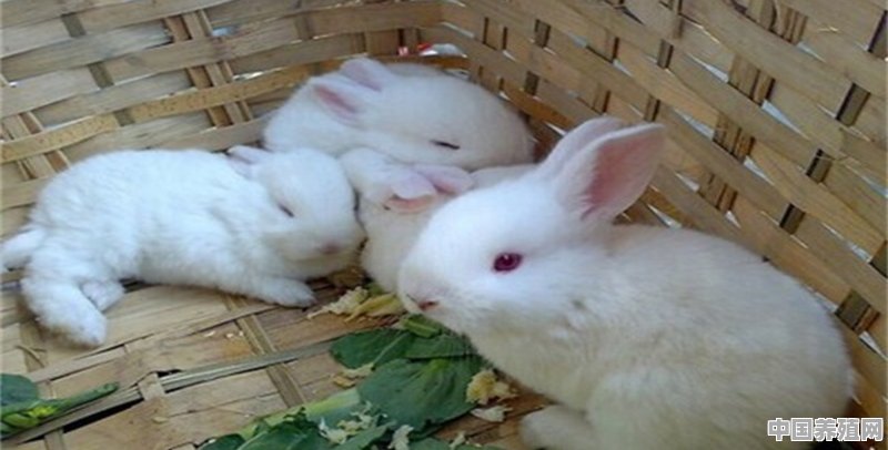 肉鸽养殖兔子怎么养 - 中国养殖网