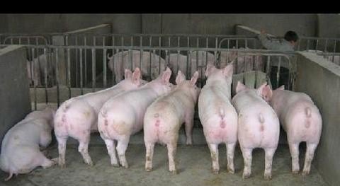 现在猪的养殖成本是多少 - 中国养殖网