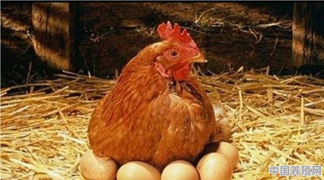 养殖鸡怎样选鸡好吃呢 - 中国养殖网