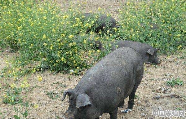 苏太母猪成年多重 - 中国养殖网