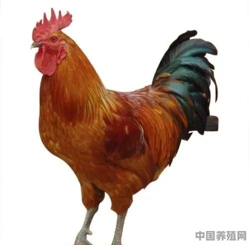 如何区分养殖鸡和苯鸡 - 中国养殖网