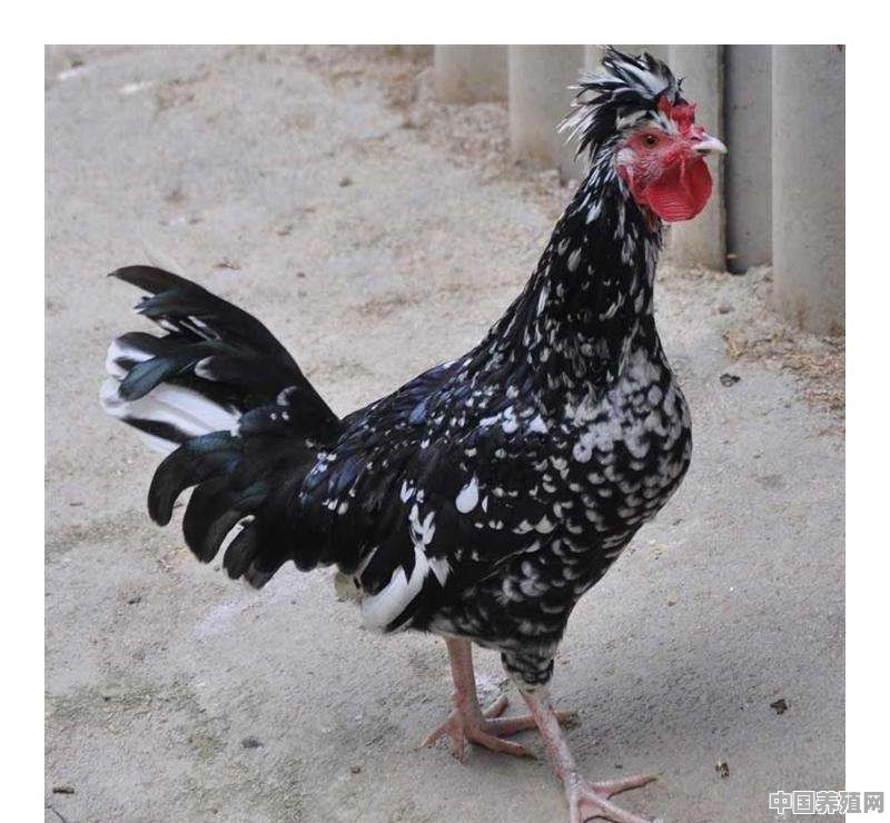贵妃鸡一年产多少蛋 - 中国养殖网