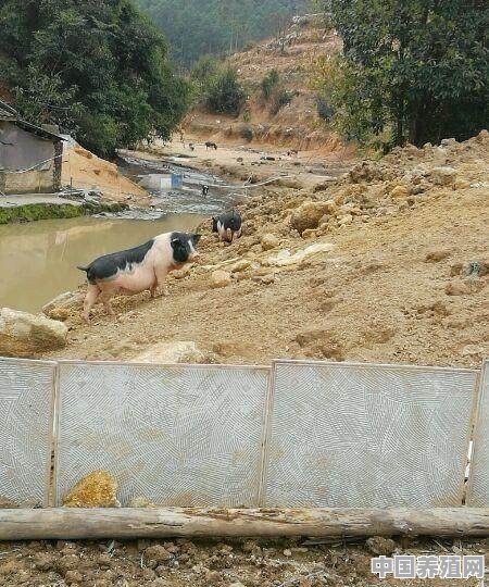 猪的新型养殖基地在哪里 - 中国养殖网
