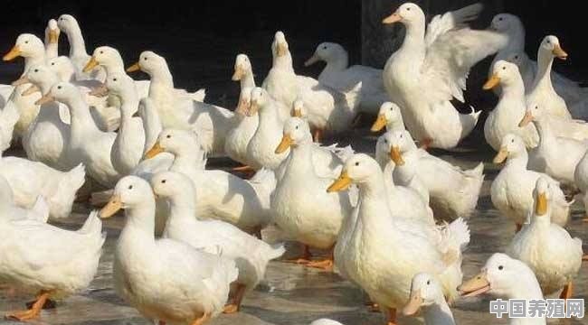寿光肉鸭养殖招工信息 - 中国养殖网