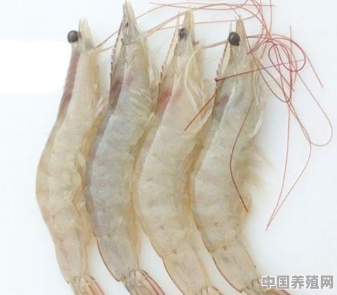 冬棚花虾养殖方法 - 中国养殖网