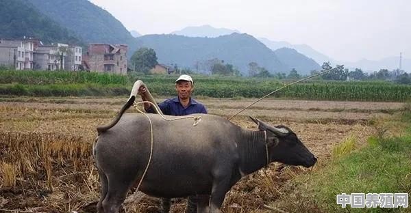 养殖牛机械化技术论文 - 中国养殖网
